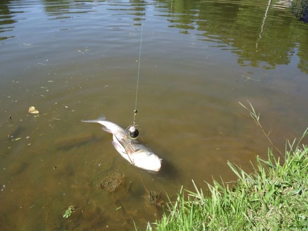 Lago de Pesca