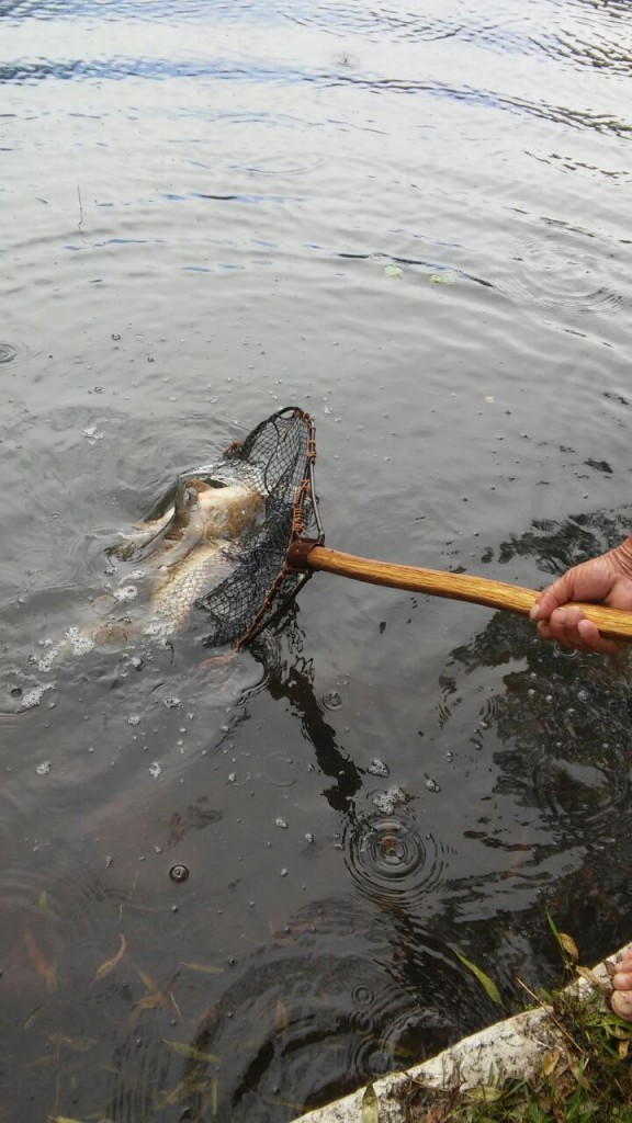 Reposição de peixes no lago do Caixeiral Campestre