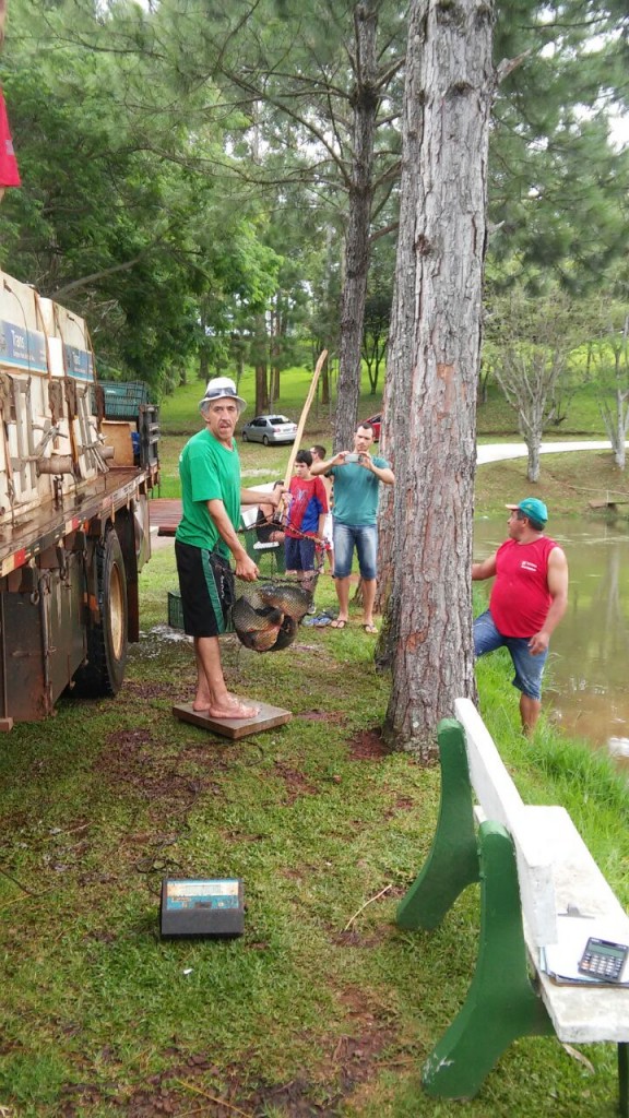 Reposição de peixes no lago do Caixeiral Campestre